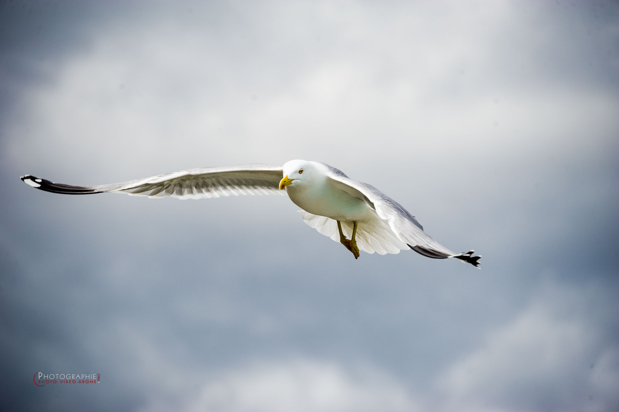 Mouette en plein vol