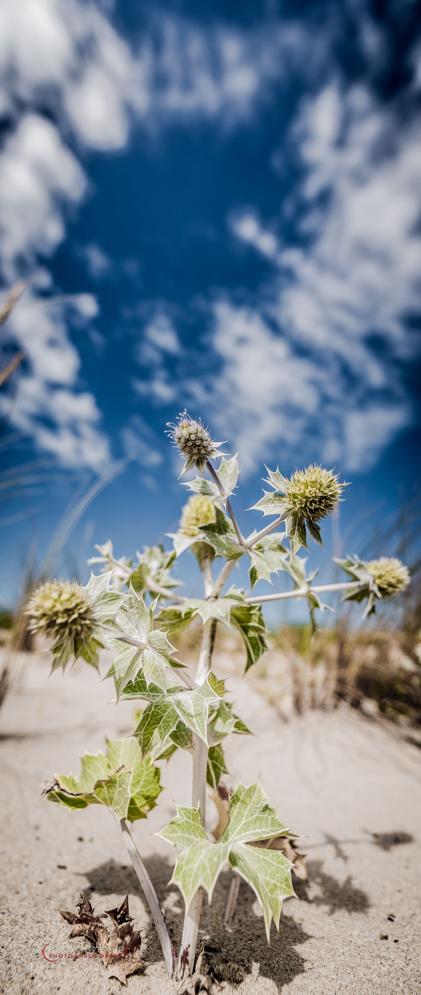 Plante dans le sables
