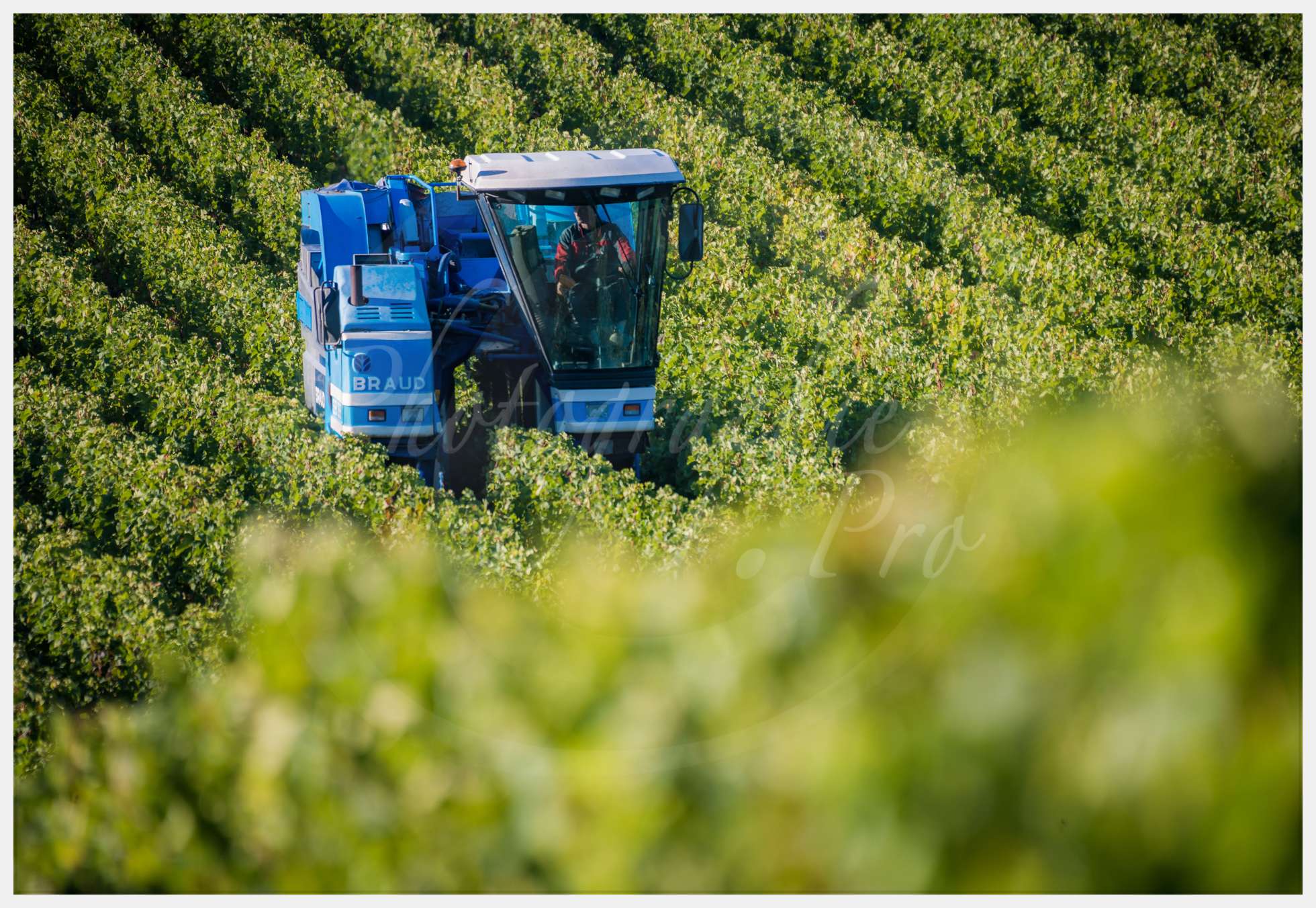 Livre Vendanges Corbin 2016 p08 c Photographie.Pro