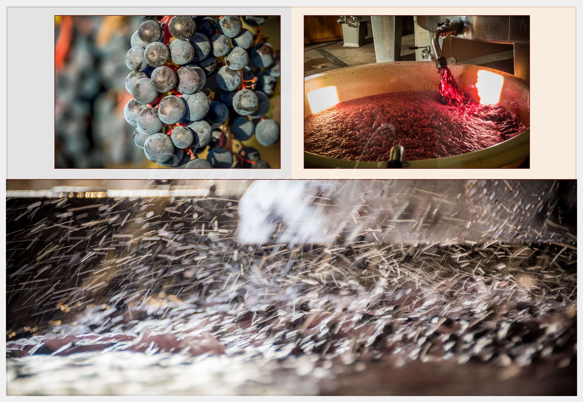 Livre Vendanges Corbin 2016 p14 c Photographie.Pro